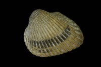 藏品(托氏毛蚶 )的圖片